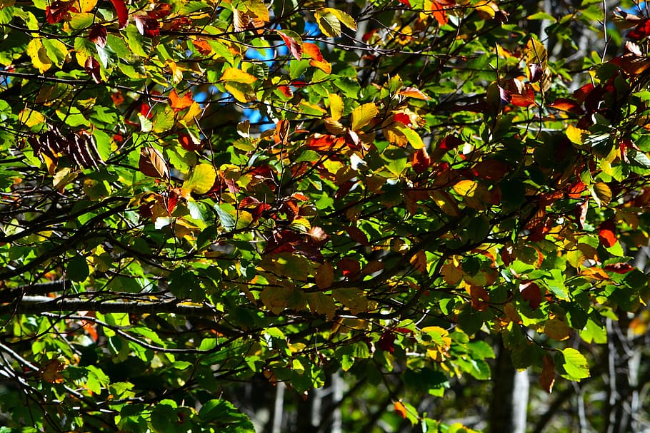 frunze, estetic, copac, natură, toamnă, galben, pădure, fundaluri, ramură, în aer liber, multi colorate, sezon, Culoarea verde, plantă, colorate, roșu, vibrante, culoare portocalie, fruct, mancare si bautura, zi, parte a plantelor, creştere, frumusețe în natură, nici o persoana, alimente, mâncat sănătos, lumina soarelui, cadru complet, să se concentreze asupra primelor elemente, 5K