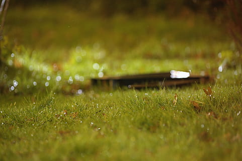 Gras, Grün, haben, Hintergrund, natürlich, regnerisches Wetter, nass, nasses Wetter, Nacht-, Blitz-Fotografie, Tiefenschärfe, Fototechnik, Nachtfotografie, Farbfoto, Herbstblätter, schneeloser Winter, wunderschönen, Pflanze, selektiver Fokus, grüne Farbe, Natur, Schönheit in der Natur, Land, fallen, keine Leute, Feld, Wasser, draußen, Frische, Tag, Umgebung, Wachstum, Ruhe, Sommer-, Frühling, Regen, Tau, Oberflächenniveau, Grashalm, 4K, CC0, gemeinfrei, lizenzfrei