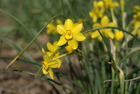 primăvară, flori, zarnacadea, plantă, floare, galben, planta cu flori, prospeţime, vulnerabilitate, fragilitate, creştere, petală, frumusețe în natură, a închide, să se concentreze asupra primelor elemente, natură, cap de floare, inflorescenţă, zi, nici o persoana, în aer liber, camp, botanică, 4K, CC0, domeniu public, fără drepturi de autor