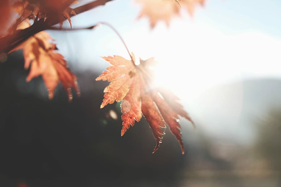 foto, fulla d'auró, fotografia de tret macro, sec, full, fulles, tardor, caure, flare solar, maple, naturalesa, full d’acers, llum, natural, Japó, fulla vermella, Arce japonès amb fulla vermella, planta, primer pla, part de la planta, arbre, enfocament selectiu, canvi, a l'aire lliure, bellesa a la natura, centrar-se en primer pla, dia, llum solar, cap gent, branca, cel, retroil·luminat, fragilitat, arbre d'auró, enfocament suau, 4K