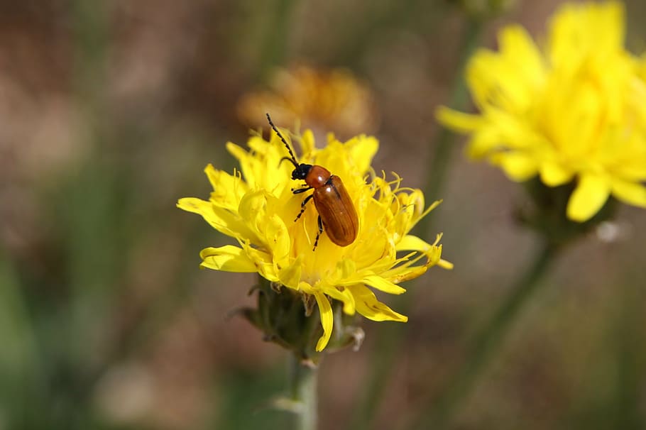 Insekt, Blume, Frühling, Gelb, Natur, blühen, Frühlingsblume, Bestäubung, wild, Makro, blühende Pflanze, wirbellos, Tier, Zerbrechlichkeit, Tierthemen, Blütenblatt, ein Tier, Tiere in freier Wildbahn, Blütenkopf, Verletzlichkeit, Schönheit in der Natur, Pflanze, Nahansicht, Tierwelt, Frische, Blütenstand, Wachstum, Pollen, keine Leute, draußen, 2K