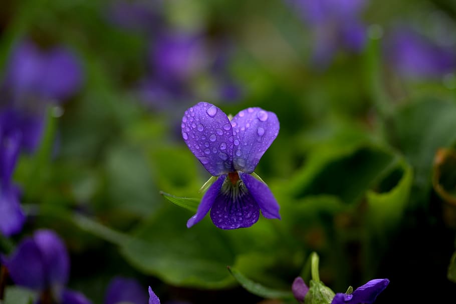 makrofotografering, lilla, violette blomster, micsunele, violet, blomst, forår, natur, vækst, ingen mennesker, plante, kronblad, skønhed i naturen, udendørs, skrøbelighed, blomstrende plante, friskhed, sårbarhed, tæt på, blomsterstand, blomsterhoved, fokus på forgrunden, blå, dag, selektiv fokusering, 5K