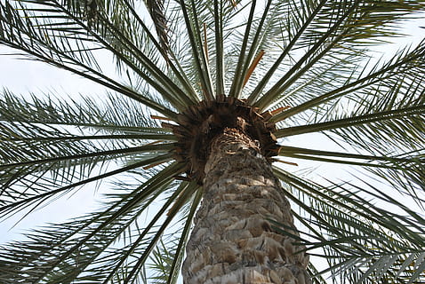 palma, arbre, naturalesa, tronc, planta, tròpics, full, fusta, fullatge, fulles, verd, branques, ombres, Palmera, vista d’angle baix, fulla de palma, clima tropical, cel, creixement, cap gent, palmera datilera, tronc de l'arbre, bellesa a la natura, alta - alta, tranquil·litat, dia, part de la planta, a l'aire lliure, arbre tropical, directament a sota, palmera de coco, 4K, CC0, domini públic, lliure de regalies