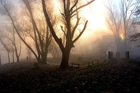 nebbia, luce, natura, controluce, albero, pianta, albero nudo, cielo, la tranquillità, bellezza nella natura, nessuno, sole, tronco, tronco d'albero, silhouette, scena tranquilla, scenics - natura, tramonto, all'aperto, terra, campo, nebbioso, 1080P, CC0, dominio pubblico, privo di copyright