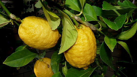 lemon, tree, citrus, fruit, leaf, plant part, food, food and drink, plant, healthy eating, fruit tree, freshness, citrus fruit, growth, lemon tree, nature, close-up, green color, no people, yellow, outdoors, orange, ripe, 2K, CC0, public domain, royalty free
