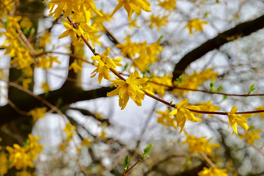 natura, albero, pianta, primavera, forsizia, coltura olivicola, Lamiaceae, ramo, bellezza nella natura, crescita, autunno, avvicinamento, pianta fiorita, giallo, fiore, concentrarsi sulle conoscenze acquisite, modificare, parte vegetale, foglia, messa a fuoco selettiva, fiorire, nessuno, fragilità, all'aperto, foglia di acero, collezione autunnale, condizione naturale, fiore di ciliegio, 5K
