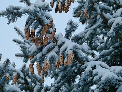 hivern, neu, arbres, bosc, aixeta, pinyes, avet, marró, fusta, naturalesa, llavors, arbre, gelades, fred - temperatura, Nadal, arbre de coníferes, temporada, pi, branca, blanc, a l'aire lliure, arbre de fulla perenne, congelat, gel, temperatura de fred, planta, bellesa a la natura, cobertura, tranquil·litat, creixement, cap gent, dia, terra, escenics - natura, escena tranquil·la, Color blanc, escena no urbana, clima extrem, 4K, CC0, domini públic, lliure de regalies