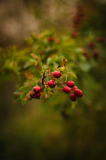 selektiv, fokus fotografi, röd, bär, frukt, grön, blad, växt, utomhus-, natur, fläck, bokeh, tillväxt, mat och dryck, inget folk, utomhus, fokusera på förgrunden, dag, mat, äta nyttigt, friskhet, bärfrukt, närbild, skönhet i naturen, selektiv fokusering, träd, nypon, växtdel, mogen, rönnbär, 4K, CC0, offentligt domän, royaltyfria