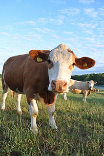 ko, cattle, brown, closeup, himmel, grass, cow, agriculture, rural Scene, farm, meadow, pasture, livestock, field, nature, animal, grazing, outdoors, summer, domestic, domestic animals, pets, mammal, animal themes, land, plant, vertebrate, domestic cattle, group of animals, no people, sky, day, herbivorous, 4K, CC0, public domain, royalty free