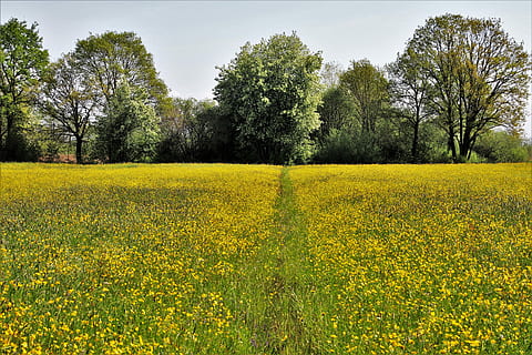 żółty, petaled kwiat pole, otoczony, drzewa, wiosna, drzewo, Natura, pole, krajobraz, środowisko, na dworze, roślina, trawnik, panoramiczny, podsumowanie, dzielnica wiejska, wioska, trawa, słoneczny, naturalny, świeży, panorama, sposób, piękno natury, wzrost, wylądować, spokój, spokojna scena, kwiat, scenics - natura, roślina kwitnąca, niebo, dzień, scena wiejska, żadnych ludzi, kwietnik, 5K, CC0, domena publiczna, darmowe zdjęcia