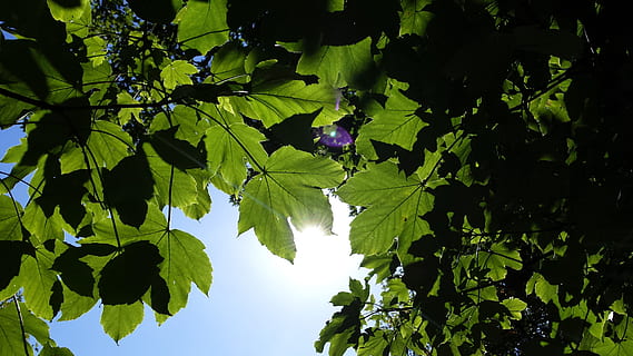 sun, flurry, maple, blue, sky, autumn, leaves, color, tree, green, nature, farbenpracht, leaf, plant part, plant, growth, green color, beauty in nature, low angle view, no people, healthy eating, fruit, freshness, day, tranquility, sunlight, outdoors, food, food and drink, 4K, CC0, public domain, royalty free