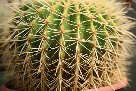 cactus, columna vertebral, suculent, agut, desert, sec, botànic, agulla, flora, Espiga, espinós, planta suculenta, espina, cactus de canó, primer pla, espigada, planta, creixement, cap gent, naturalesa, centrar-se en primer pla, dia, bellesa a la natura, color verd, patró natural, signe, marc complet, patró, senyal d'advertència, a l'aire lliure, agulla - part de la planta, 4K, CC0, domini públic, lliure de regalies