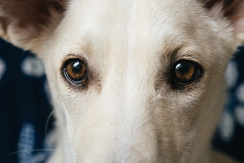 Hundeaugen, Hund, Augen, Tiere, Haustiere, Tier, Eckzahn, reinrassiger Hund, suchen, süß, Nahansicht, Kamera betrachten, Porträt, Tierthemen, ein Tier, Säugetier, inländisch, Tierkörperteil, Tierkopf, Auge, Tierauge, keine Leute, Wirbeltier, Körperteil, tierische Nase, Whisker, 4K, CC0, gemeinfrei, lizenzfrei
