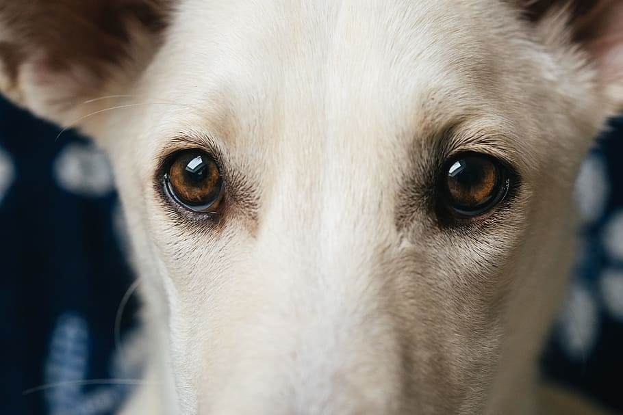 Hundeaugen, Hund, Augen, Tiere, Haustiere, Tier, Eckzahn, reinrassiger Hund, suchen, süß, Nahansicht, Kamera betrachten, Porträt, Tierthemen, ein Tier, Säugetier, inländisch, Tierkörperteil, Tierkopf, Auge, Tierauge, keine Leute, Wirbeltier, Körperteil, tierische Nase, Whisker, 4K