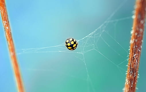 yellow, black, spider, web, ladybug, beetle, points, dry grassland-ladybug, coccinula quatuordecimpustulata, insect, nature, macro, caught, network, cobweb, branches, invertebrate, spider web, animal themes, arachnid, animal, one animal, animals in the wild, arthropod, fragility, close-up, animal wildlife, day, focus on foreground, vulnerability, no people, outdoors, selective focus, butterfly - insect, 4K, CC0, public domain, royalty free