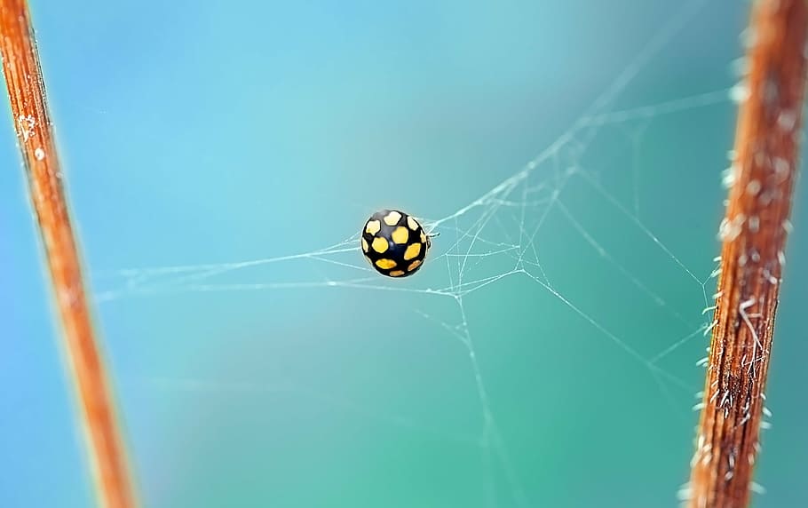 groc, negre, aranya, web, marieta, escarabat, punts, herba seca-marieta, coccinula quatuordecimpustulata, insecte, naturalesa, macro, capturat, xarxa, teranyina, branques, invertebrat, temes d'animals, aràcnids, animal, un animal, animals a la natura, artròpode, fragilitat, primer pla, fauna animal, dia, centrar-se en primer pla, vulnerabilitat, cap gent, a l'aire lliure, enfocament selectiu, papallona - insecte, 4K