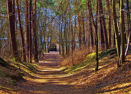 foresta, sentiero nel bosco, alberi, ombra, stazione forestale, albero, terra, la strada davanti, direzione, pianta, la tranquillità, nessuno, natura, tronco d'albero, bosco, tronco, giorno, crescita, scena tranquilla, bellezza nella natura, sentiero, all'aperto, scena non urbana, scenics - natura, prospettiva decrescente, lungo, treelined, 1080P, CC0, dominio pubblico, privo di copyright