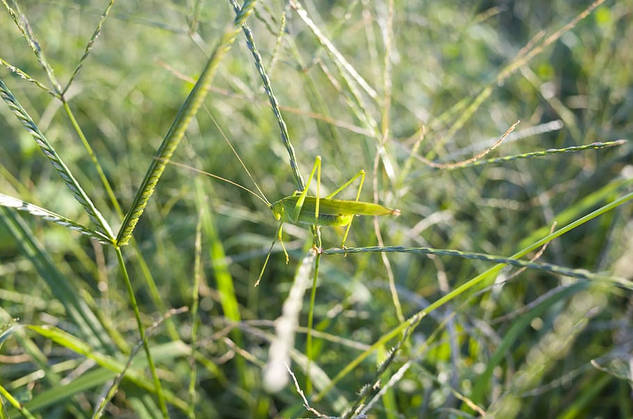 gândac, iarbă, lăcustă, natură, creaturi, natural, Japonia, verde, plantă, creştere, Culoarea verde, parte a plantelor, zi, nici o persoana, a închide, frunze, frumusețe în natură, animale tematice, să se concentreze asupra primelor elemente, în aer liber, animale în sălbăticie, animal, animale sălbatice, selectiv, teren, liniște, panza de paianjen, 4K