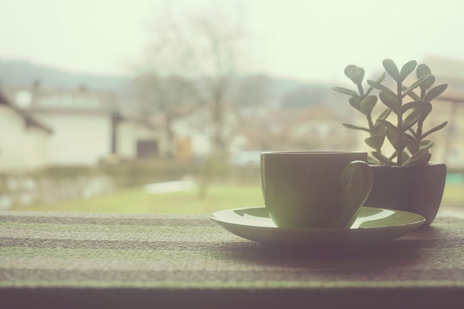 suculent, marró, olla, al costat, blanc, tassa, verd, ceràmica, plat, a prop, finestra, cafè, te, casa, oficina, negocis, treballar, planta, decoració, cap gent, a l'interior, primer pla, dia, frescor, alimentació saludable, arbre, tassa de cafè, vaixella, taula, menjar i beguda, beure, naturalesa, tassa de te, centrar-se en primer pla, natura morta, enfocament selectiu, 2K