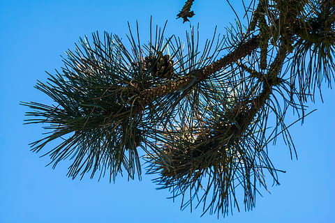 pin, des aiguilles, robinet, aiguilles de pin, pommes de pin, conifère, branche, bleu, ciel, ciel clair, faible angle de vue, arbre, la nature, plante, croissance, personne, journée, tranquillité, beauté dans la nature, climat tropical, palmier, en plein air, lumière du soleil, feuille, couleur verte, nid animal, feuille de palmier, directement en dessous, 5K, CC0, domaine public, libre de droits