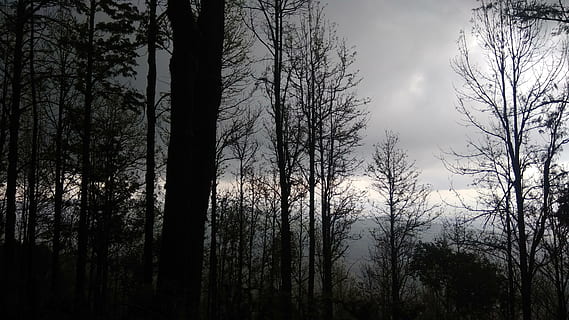 Dämmerung, Wolke, Bäume, Natur, Sonnenuntergang, Bergstation, Landschaft, Wetter, Baum, Wald, Land, Pflanze, Silhouette, Kofferraum, Baumstamm, Schönheit in der Natur, Wachstum, Nicht-städtische Szene, keine Leute, Szenen - Natur, Himmel, ruhige Szene, Umgebung, Ruhe, Kiefernwald, Nadelbaum, draußen, Kiefer, immergrüner Baum, dunkel, 4K, CC0, gemeinfrei, lizenzfrei