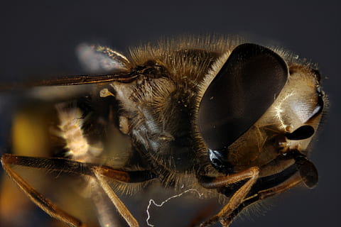 svæveflyve, forbindelse, flyve, tæt på, insekt, makro, fly øje, makrofotografering, insekt foto, sammensatte øjne, moppedreng, insekt makro, makro foto, behåret, flyvende insekt, dyr verden, Syrphidae, schwirrfliege, dyre temaer, et dyr, dyr, hvirvelløse, dyr kropsdel, dyreliv, dyr i naturen, dyrefløj, øje, ekstrem nærbillede, leddyr, dyr antenne, dyr hoved, dyr øje, zoologi, ingen mennesker, forstørrelse, lille, sort baggrund, 4K, CC0, offentligt domæne, royaltyfrie