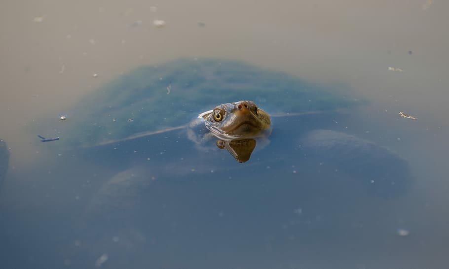 Marrone, tartaruga, mostrando, capo, acqua, anabbagliante, corpo, riflessione, sporco, temi animali, animale, un animale, fauna selvatica, animali allo stato selvatico, vertebrato, nuoto, natura, mare, vista dall'alto, lungomare, nessuno, giorno, parte del corpo animale, testa di animale, rettile, marino, 4K