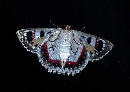 blanc, negre, papallona, vermell, gris, arna, gran, insecte, patró, intricat, salvatge, ala, nit, Queensland, Austràlia, un animal, temes d'animals, fauna animal, cap gent, fons negre, animals a la natura, invertebrat, animal, ala dels animals, primer pla, tir de l'estudi, papallona - insecte, part del cos dels animals, artròpode, zoologia, a l'interior, marques d’animals, bellesa a la natura, marí, 2K, CC0, domini públic, lliure de regalies