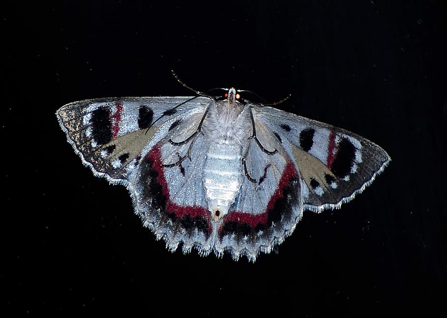 blanc, negre, papallona, vermell, gris, arna, gran, insecte, patró, intricat, salvatge, ala, nit, Queensland, Austràlia, un animal, temes d'animals, fauna animal, cap gent, fons negre, animals a la natura, invertebrat, animal, ala dels animals, primer pla, tir de l'estudi, papallona - insecte, part del cos dels animals, artròpode, zoologia, a l'interior, marques d’animals, bellesa a la natura, marí, 2K