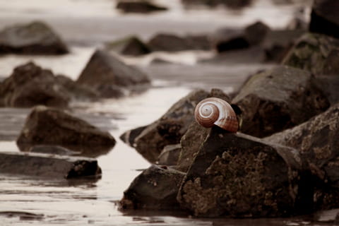 makro skud, Brun, snegl, sort, rock formation, skal, snegl shell, natur, dyr, fauna, dyr verden, kyst, hav, strand, klippe, sten, kampesten, sten-, stadig, stilleben, tæt på, Nordsøen, ferie, helligdage, ebbe, rejse, ingen mennesker, rock-objekt, fokus på forgrunden, solid, dag, udendørs, mad og drikke, selektiv fokusering, historie, arkitektur, jord, stor gruppe af objekter, vand, træ - materiale, finansiere, drikke, 4K, CC0, offentligt domæne, royaltyfrie