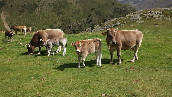 Munte, vaci, natură, iarbă, vacă, șeptel, pășunat, animale tematice, camp, mamifer, grup de animale, animal, plantă, animale domestice, teren, animale vertebrate, intern, Culoarea verde, animale de companie, agricultură, nici o persoana, peisaj, zi, în aer liber, erbivor, familie de animale, 2K, CC0, domeniu public, fără drepturi de autor
