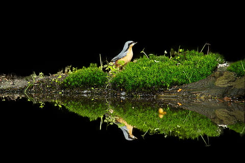 fotografie de aproape, castaniu de ras castanos, corp, apă, pasăre, reflecţie, creator, animale în sălbăticie, animale sălbatice, un animal, noapte, târâtoare, animale tematice, animal, animale vertebrate, lac, malul mării, nici o persoana, natură, egretă, stinghie, plantă, stârc, Culoarea verde, în aer liber, 5K, CC0, domeniu public, fără drepturi de autor