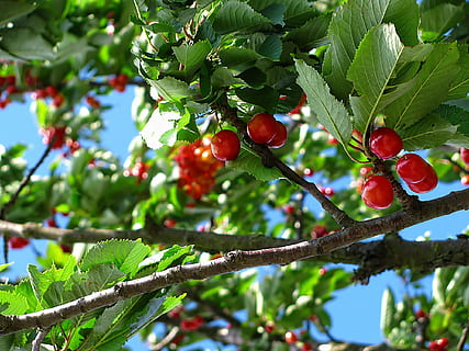 kirsebær frugt, kirsebær, træ, frugt, natur, juni, farver, mad og drikke, sund kost, blad, mad, plante del, vækst, plante, rød, afdeling, grøn farve, friskhed, skønhed i naturen, dag, velvære, ingen mennesker, bærfrugt, lav vinkel visning, udendørs, moden, rønnebær, Kirsebærtræ, 1080P, CC0, offentligt domæne, royaltyfrie