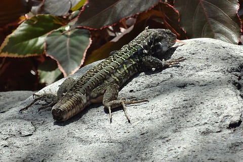 Eidechse, Schwanz, kurz, reduziert, abgeschnitten, Reptil, Tier, Reptilien, verschlossen, verletzt, Rahmen, ein Tier, Tiere in freier Wildbahn, Tierthemen, Tierwelt, Natur, Rock, keine Leute, Wirbeltier, solide, Rock - Objekt, Tag, Blatt, Pflanzenteil, Nahansicht, draußen, Fokus auf den Vordergrund, Sonnenlicht, Leguan, 2K, CC0, gemeinfrei, lizenzfrei