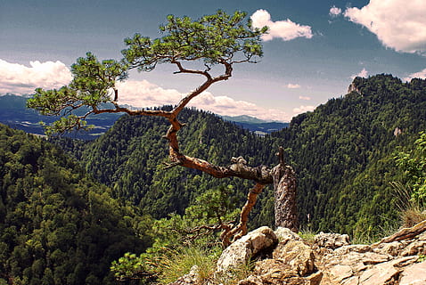 verde, albero, montagna, superiore, pino, Tatry, simbolo, Pieniny, Malopolska, Polonia, Konar, rami, conifero, montagne, foresta, piegato, le pietre, roccia, natura, figura, cielo, paesaggio, blu, la corteccia, Marrone, erba, Sokolica, tronco, la prospettiva di, pianta, bellezza nella natura, scenics - natura, nuvola - cielo, scena tranquilla, ambiente, la tranquillità, terra, crescita, giorno, solido, scena non urbana, nessuno, all'aperto, foresta pluviale, 4K, CC0, dominio pubblico, privo di copyright