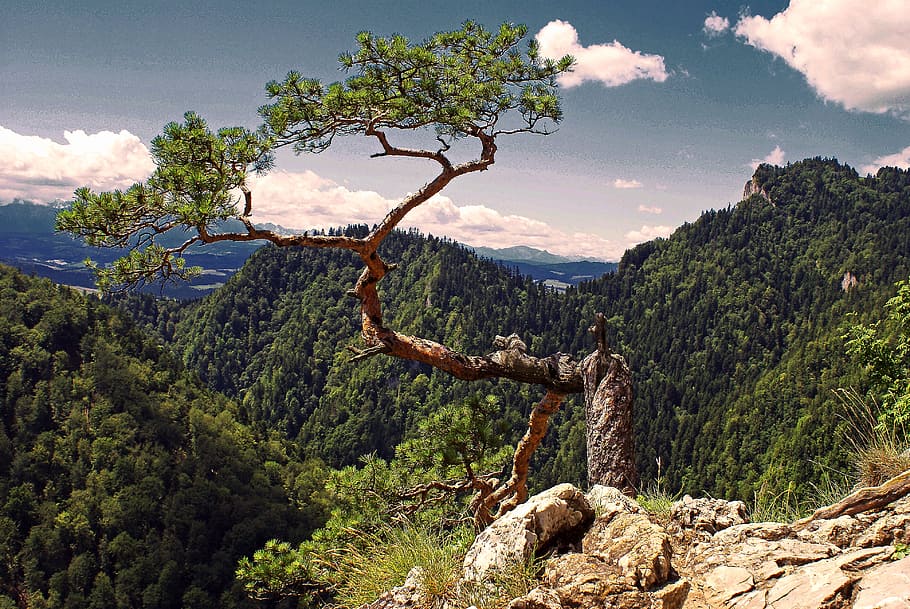 verd, arbre, muntanya, superior, pi, tatry, símbol, pieniny, malopolska, Polònia, konar, branques, coníferes, muntanyes, bosc, inclinat, les pedres, rock, naturalesa, figura, cel, paisatge, blau, l'escorça, marró, herba, sokolica, tronc, la perspectiva de, planta, bellesa a la natura, escenics - natura, núvol - cel, escena tranquil·la, medi ambient, tranquil·litat, terra, creixement, dia, sòlid, escena no urbana, cap gent, a l'aire lliure, selva tropical, 4K