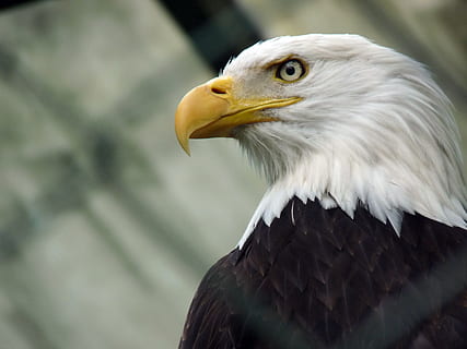 a închide, fotografie, chel, vultur, washington vultur, mare-vultur, vulturul - pasăre, Vultur plesuv, pasăre, Statele Unite ale Americii, animale sălbatice, pasăre de pradă, animal, cioc, maiestuos, natură, animale tematice, animale vertebrate, un animal, animale în sălbăticie, să se concentreze asupra primelor elemente, partea corpului animalului, nici o persoana, uitându-se departe, in cautarea, zi, cap de animal, în aer liber, vizualizare profil, 2K, CC0, domeniu public, fără drepturi de autor