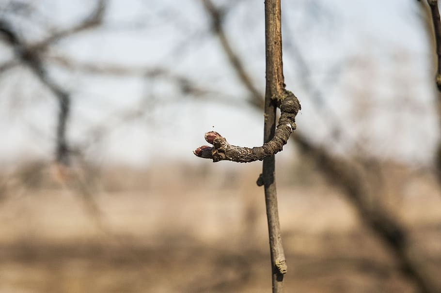 branca, primavera, brots, arbre, els brots, dissolt, abril, naturalesa, centrar-se en primer pla, cap gent, dia, primer pla, a l'aire lliure, planta, arbre nu, sec, fauna animal, un animal, animals a la natura, planta morta, planta seca, temes d'animals, animal, enfocament selectiu, Planta esvaïda, 2K