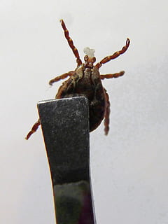 zecca, acaro, clip, intrappolati, insetto, peste, un animale, temi animali, nessuno, fauna selvatica, animali allo stato selvatico, animale, invertebrato, avvicinamento, girato in studio, in casa, sfondo bianco, caratteristica della parete, giorno, zoologia, natura, parte del corpo animale, artropodo, vista dall'alto, 2K, CC0, dominio pubblico, privo di copyright