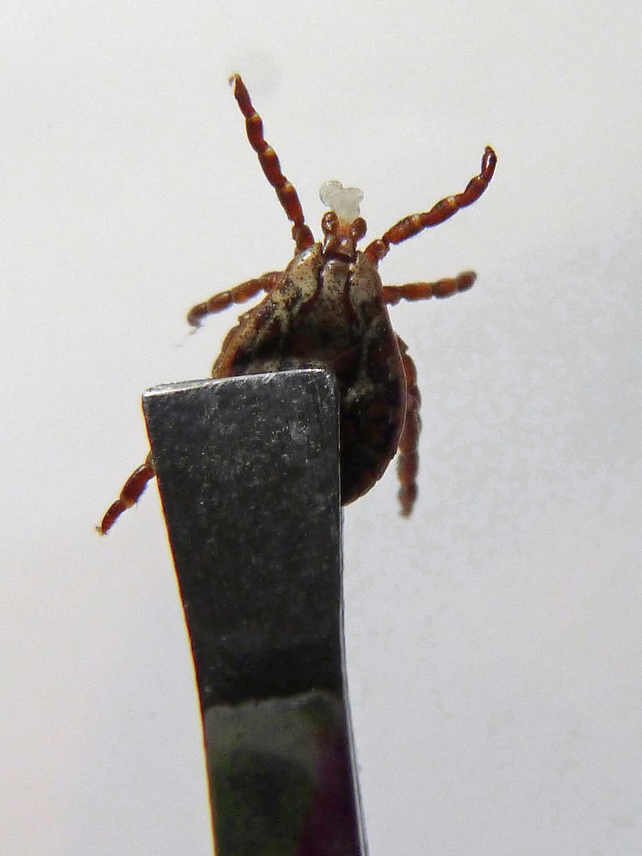 Tick, Milbe, Clip, gefangen, Insekt, Pest, ein Tier, Tierthemen, keine Leute, Tierwelt, Tiere in freier Wildbahn, Tier, wirbellos, Nahansicht, Studioaufnahme, drinnen, weißer Hintergrund, Wandbau - Funktion, Tag, Zoologie, Natur, Tierkörperteil, Gliederfüßer, High Angle View, 2K