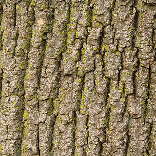 escorça, arbre, naturalesa, textura, fusta, marró, tronc, aspre, superfície, resistent, roure, accidentat, esquerdat, branca, silvicultura, bosc, boscos, tronc de l'arbre, marc complet, fons, patró, planta, cap gent, primer pla, dia, a l'aire lliure, creixement, patró natural, escorça de la planta, molsa, bellesa a la natura, efecte texturat, liquen, 1080P, CC0, domini públic, lliure de regalies