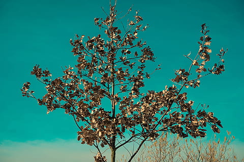 træ, tæt, grøn, abstrakt, natur, makro, kirsebær, forår, blad, blomster, Baumchen, plante, himmel, skønhed i naturen, vækst, afdeling, lav vinkel visning, blomstrende plante, blomst, ingen mennesker, blå, dag, friskhed, skyfri himmel, ro, udendørs, skrøbelighed, blomstre, kirsebær blomst, 5K, CC0, offentligt domæne, royaltyfrie