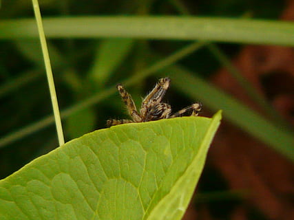 aranha, folha, risco, tóxico, animal, fauna, arrepiante, cor verde, um animal, temas animais, inseto, dia, invertebrado, parte da planta, animais selvagens, plantar, fechar-se, animais em estado selvagem, natureza, focar em primeiro plano, ninguém, crescimento, gafanhoto, ao ar livre, asa animal, 2K, CC0, domínio público, royalty free