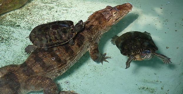Tortuga, cocodrilo, imagen, animal, reptil, naturaleza, mar, fauna silvestre, animales en la naturaleza, temas de animales, fauna animal, agua, submarino, vida marina, marina, vertebrado, grupo de animales, nadie, pez, vista de alto ángulo, 2K, CC0, dominio público, libre de derechos