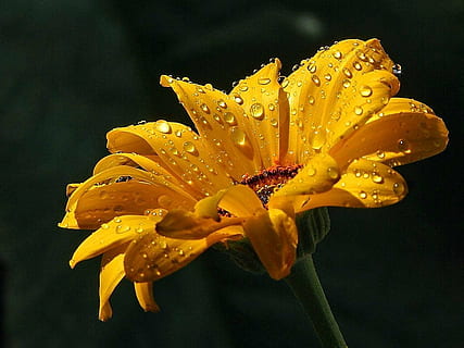 gotas de lluvia, margarita, gotas, Rocío, agua, paisajes, naturaleza, flor, planta floreciendo, soltar, fragilidad, vulnerabilidad, planta, belleza en la naturaleza, pétalo, frescura, crecimiento, inflorescencia, cabeza de flor, amarillo, mojado, de cerca, nadie, polen, al aire libre, fondo negro, gota de agua, iris - planta, arreglo floral, 720P, CC0, dominio público, libre de derechos