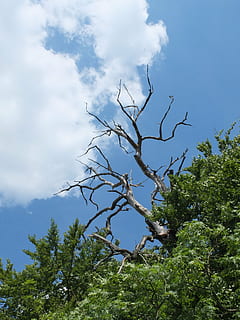 cel, núvol, arbre, mort, sobresortir, kahl, estètic, bosc, blau, blanc, verd, planta, núvol - cel, vista d’angle baix, bellesa a la natura, naturalesa, cap gent, creixement, dia, branca, tranquil·litat, color verd, escena tranquil·la, a l'aire lliure, escena no urbana, escenics - natura, arbre nu, llum solar, 4K, CC0, domini públic, lliure de regalies