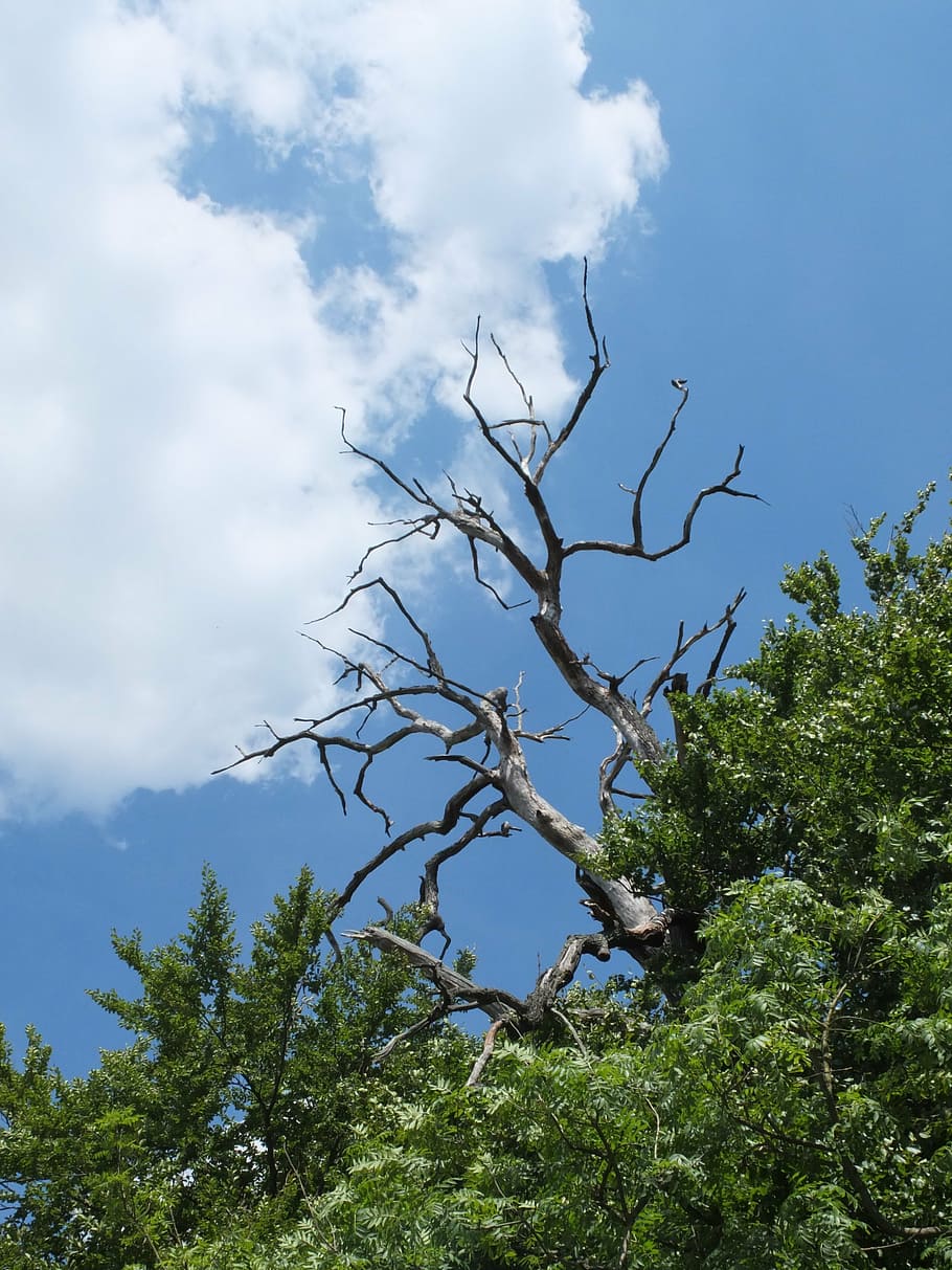 cel, núvol, arbre, mort, sobresortir, kahl, estètic, bosc, blau, blanc, verd, planta, núvol - cel, vista d’angle baix, bellesa a la natura, naturalesa, cap gent, creixement, dia, branca, tranquil·litat, color verd, escena tranquil·la, a l'aire lliure, escena no urbana, escenics - natura, arbre nu, llum solar, 4K
