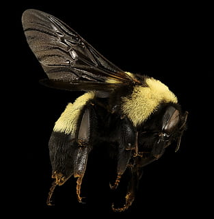 lebah madu, kumbang, serangga, makro, dipasang, potret, lebah, alam, margasatwa, merapatkan, survei geologis, bombus fraternus, sayap, serbuk sari, bug, tembakan studio, tema binatang, hewan, latar belakang hitam, satwa liar hewan, binatang di alam liar, satu binatang, invertebrata, dalam ruangan, tidak ada orang, kuning, bagian tubuh hewan, sayap binatang, memotong, keindahan di alam, mata binatang, 1080P, CC0, domain publik, bebas royalti