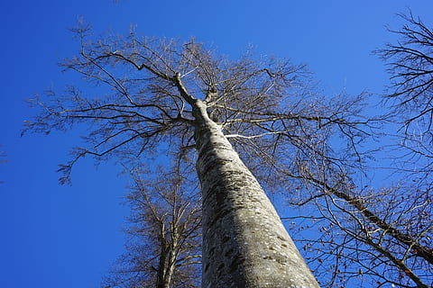 haya, bosque, invierno frio, bosque de invierno, frío, invierno, árbol, tronco de arbol, árbol desnudo, rama, naturaleza, vista de ángulo bajo, planta, el maletero, cielo, azul, tranquilidad, belleza en la naturaleza, nadie, día, cielo limpio, crecimiento, al aire libre, paisajes - naturaleza, altura maxima, luz del sol, copas de los árboles, 5K, CC0, dominio público, libre de derechos