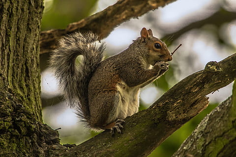 squirrel, top, tree branch, daytime, animal, forest, animal themes, animal wildlife, tree, mammal, rodent, one animal, animals in the wild, branch, plant, vertebrate, nature, no people, focus on foreground, tree trunk, trunk, day, chipmunk, outdoors, whisker, 5K, CC0, public domain, royalty free